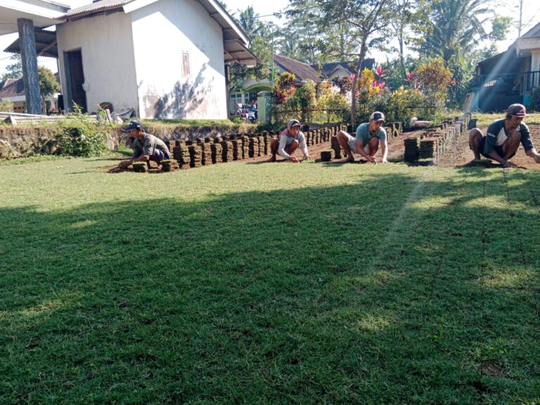 jual rumput zoysia matrella purbalingga