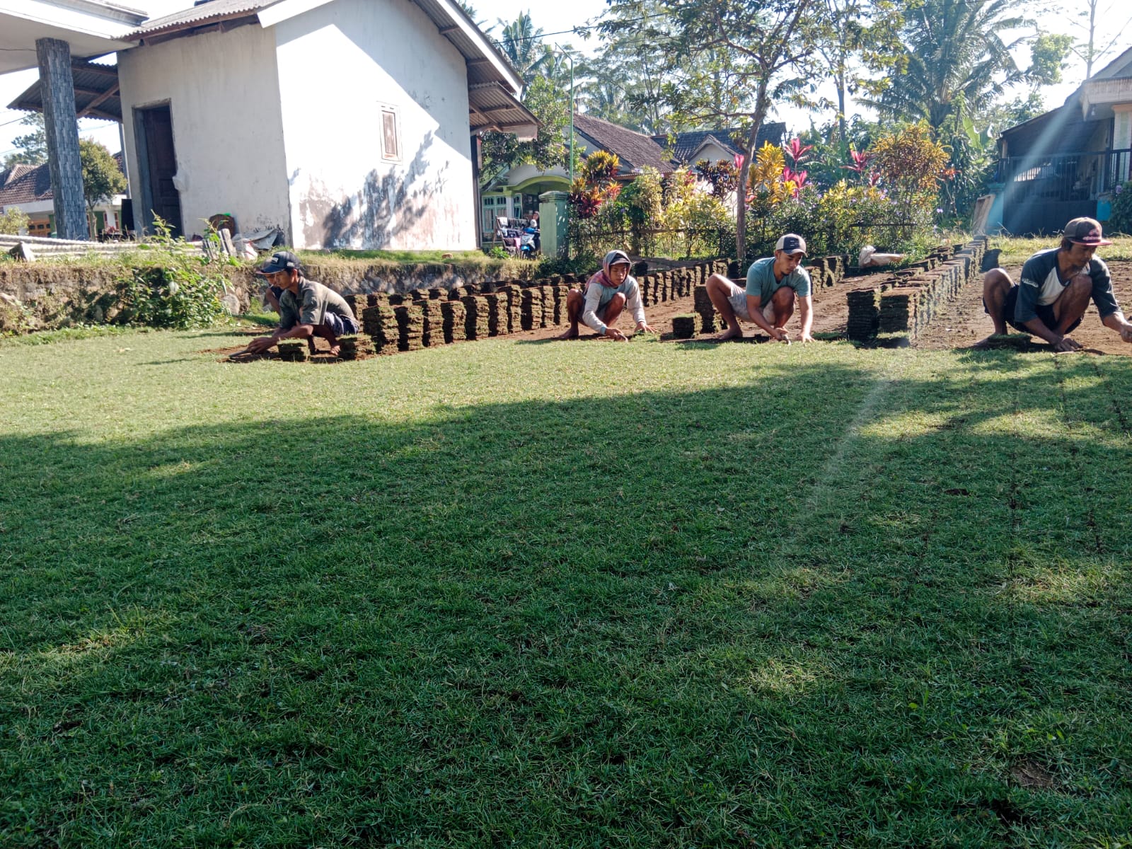 jual rumput zoysia matrella purbalingga