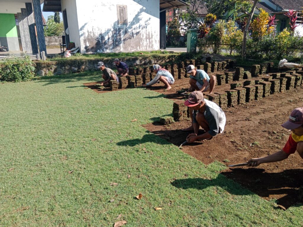 supplier rumput zoysia purbalingga