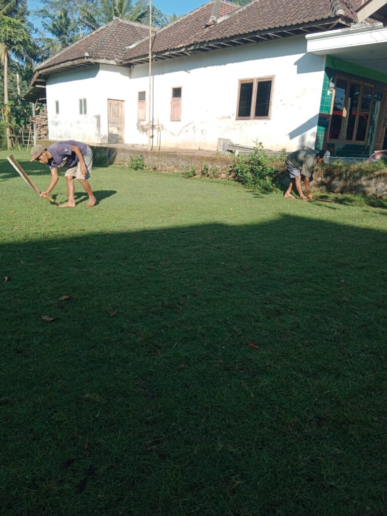 jual rumput zoysia matrella bantul