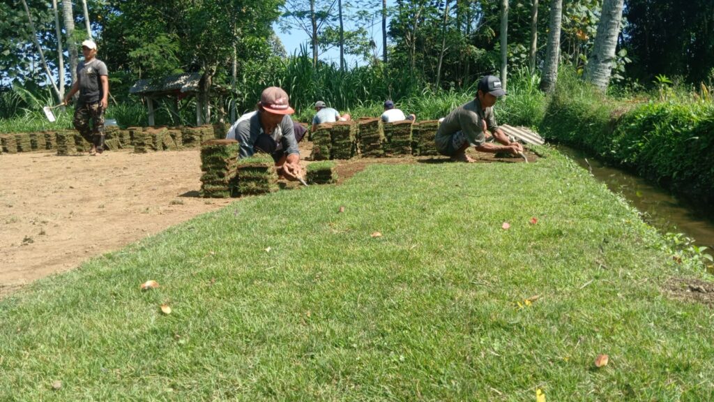jual rumput zoysia matrella jombang