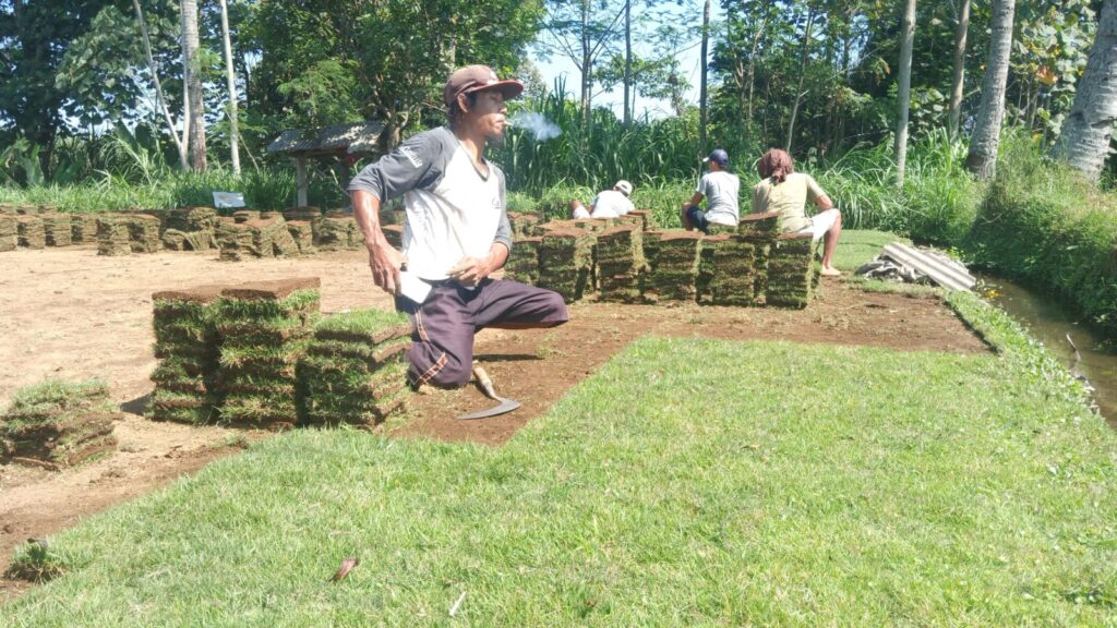 jual rumput zoysia matrella mojokerto