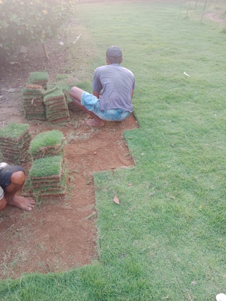 jual rumput zoysia matrella purworejo