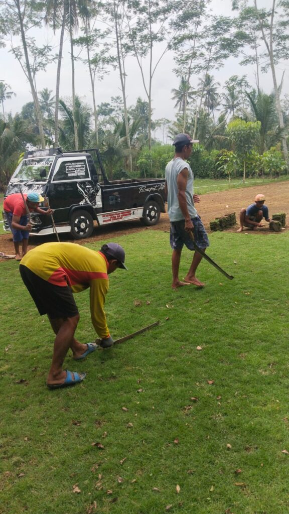 supplier rumput zoysia matrella purworejo