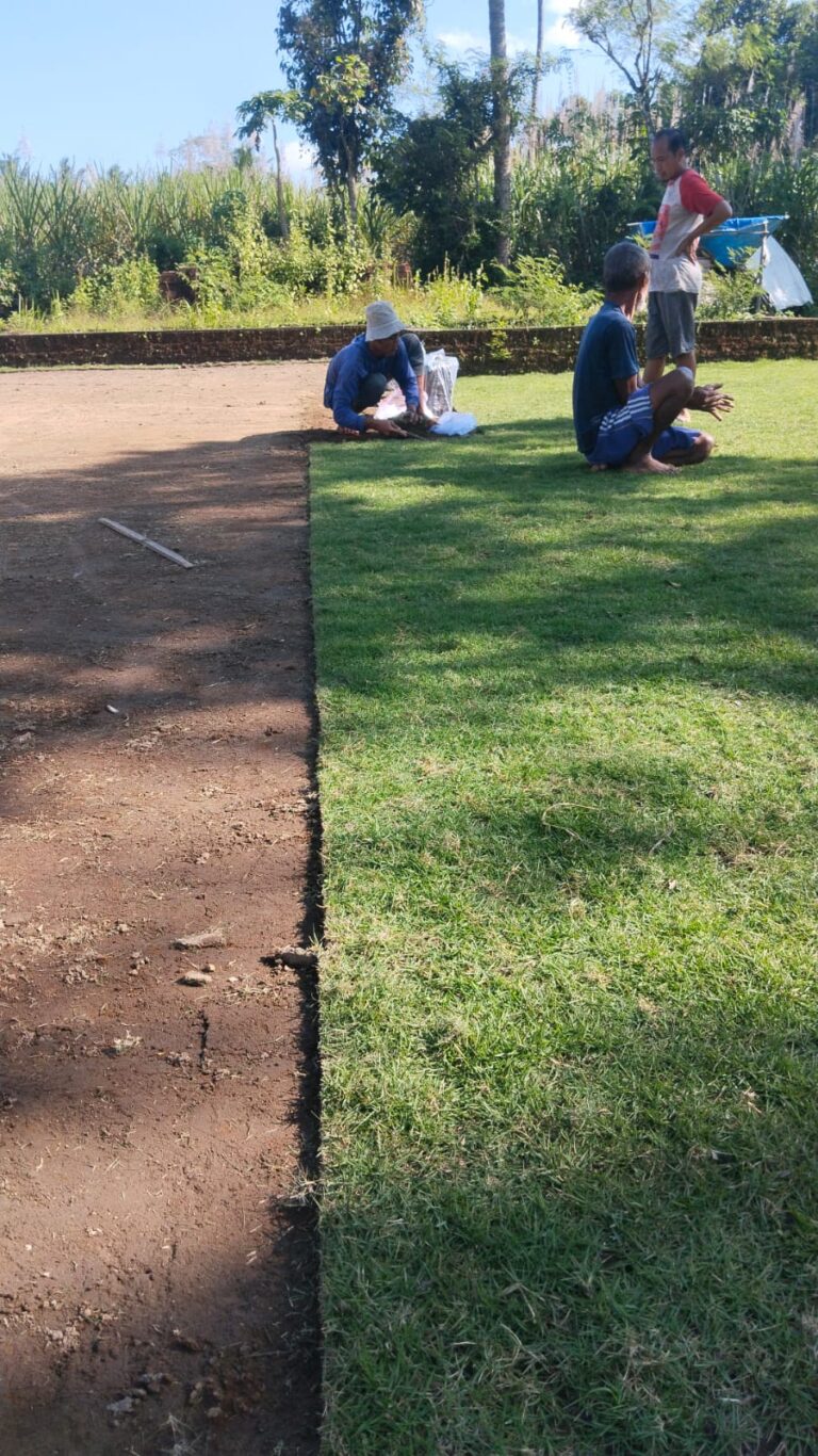 jual rumput zoysia matrella kudus