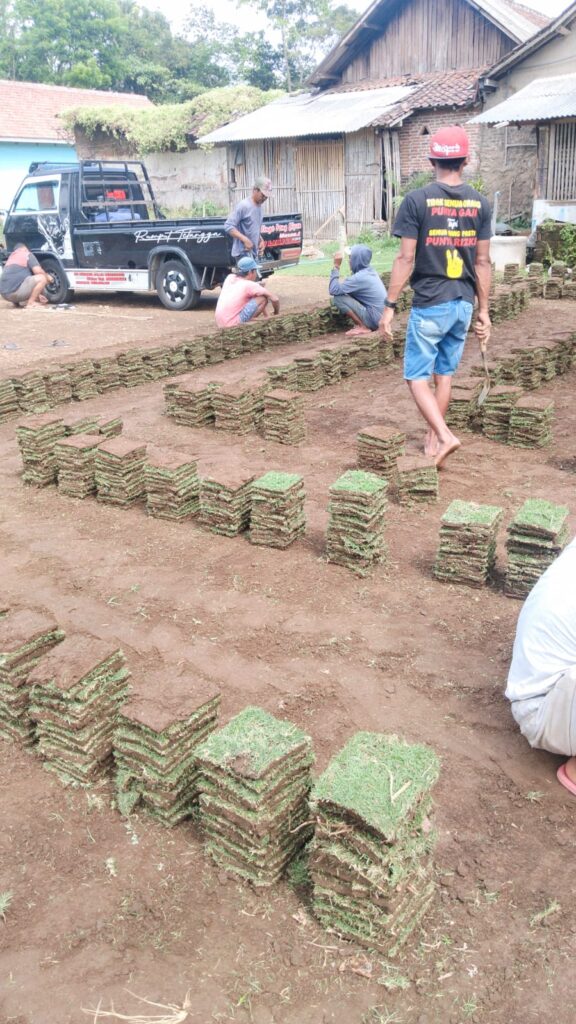 proses panen rumput