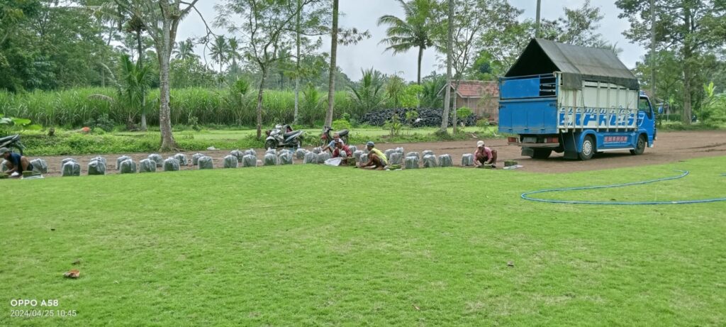 jual rumput zoysia matrella kudus