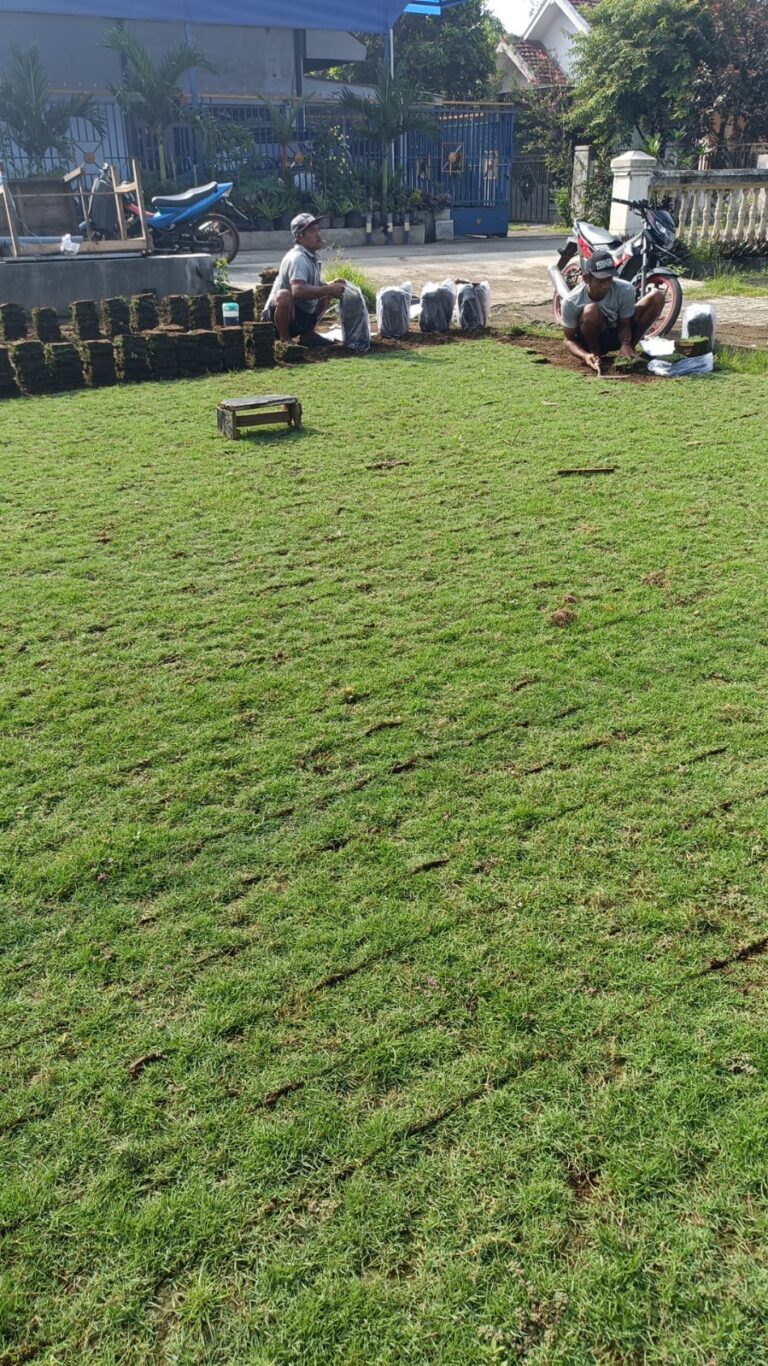 jual rumput zoysia matrella malang