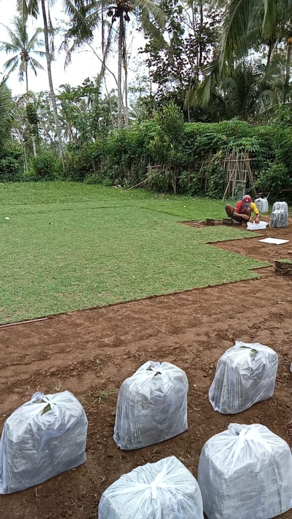 supplier rumput zoysia matrella kudus