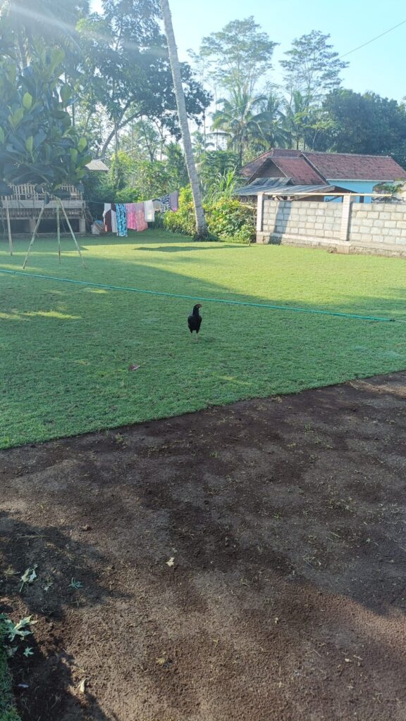 jual rumput zoysia matrella kebumen