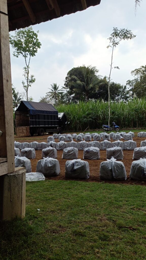 jual rumput zoysia matrella pemalang