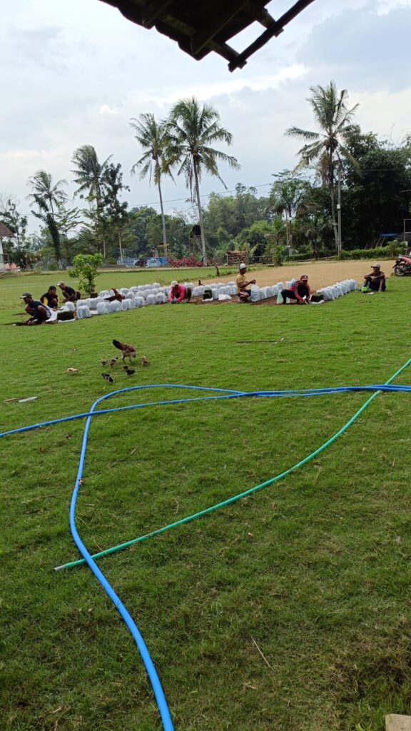harga rumput zoysia matrella temanggung