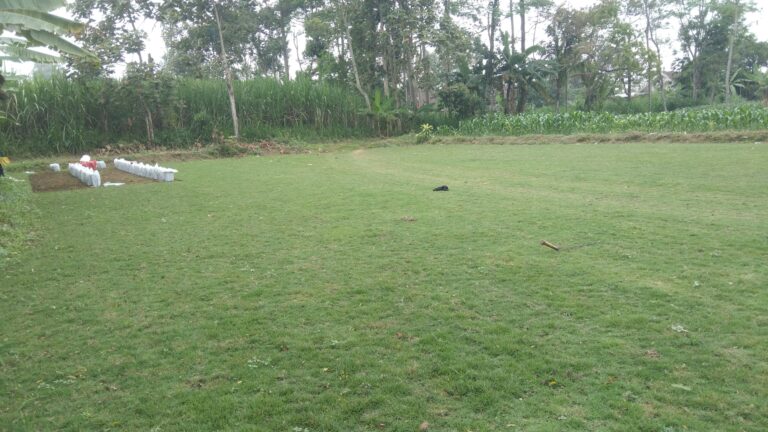 jual rumput zoysia matrella kota surakarta