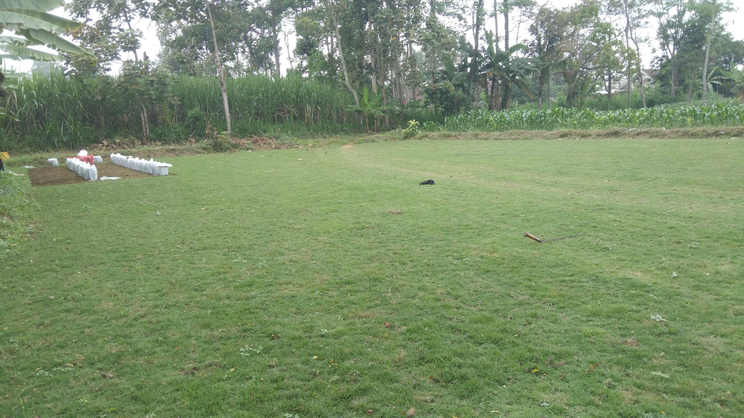 jual rumput zoysia matrella kota surakarta