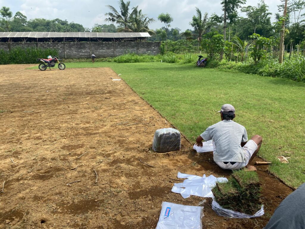 jual rumput zoysia matrella klaten