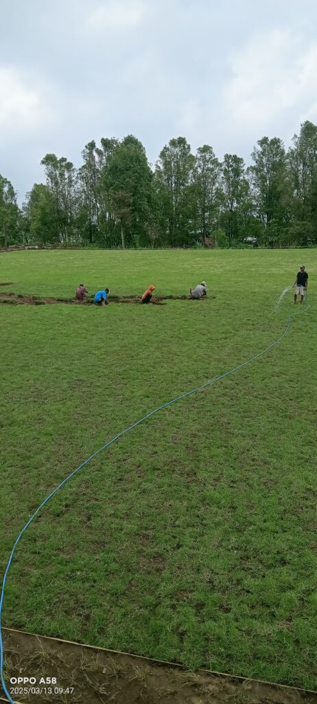 jual rumput zoysia matrella jombang
