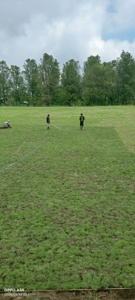 jual rumput zoysia matrella mojokerto
