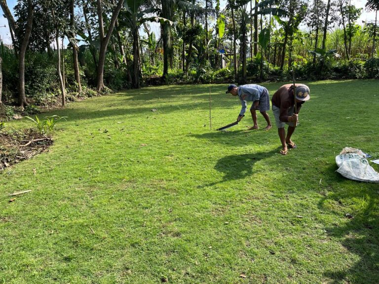 jual rumput zoysia matrella kebumen