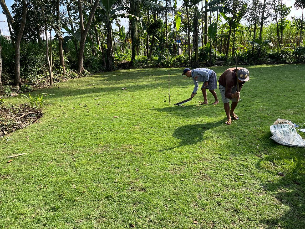 jual rumput zoysia matrella kebumen