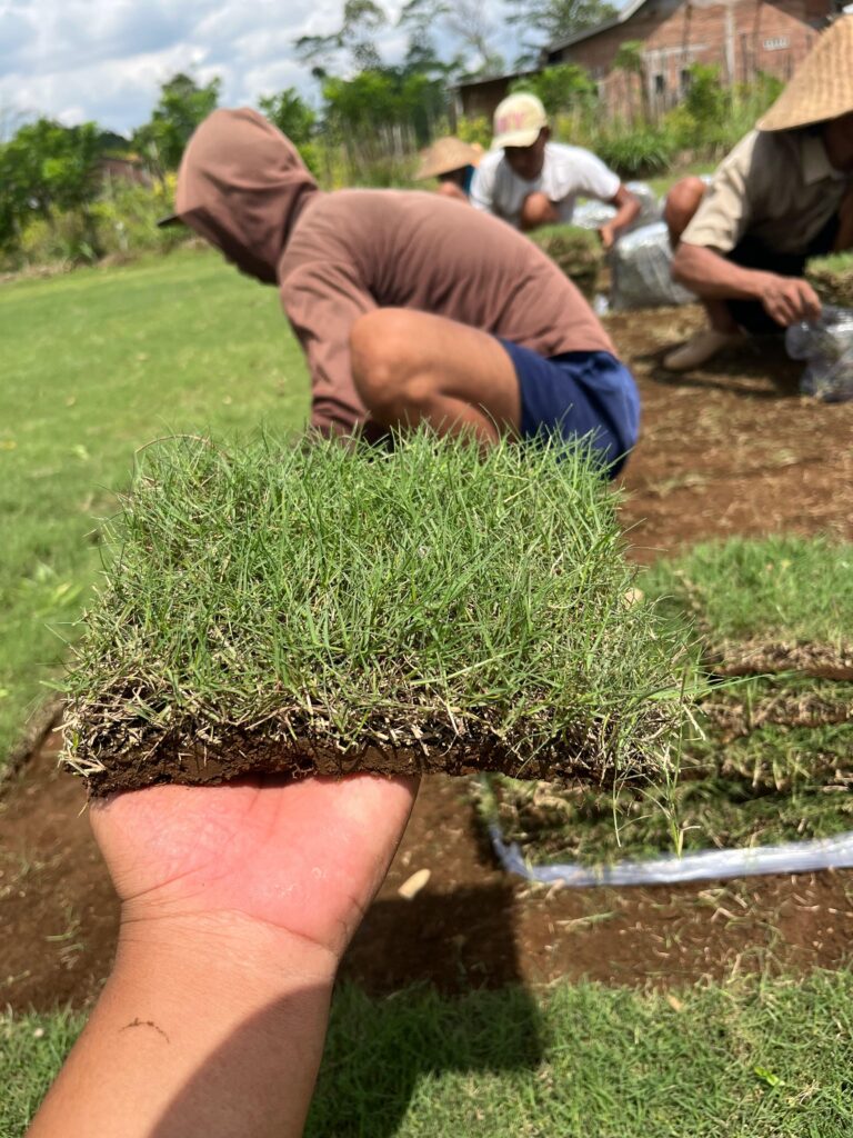 harga rumput zoysia blitar