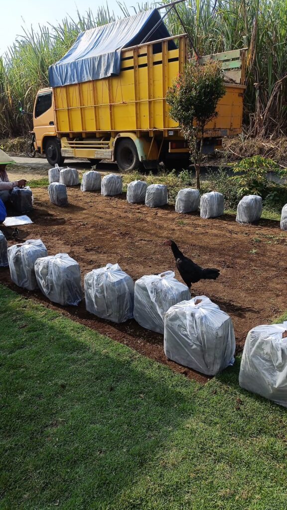 jual rumput zoysia pangandaran