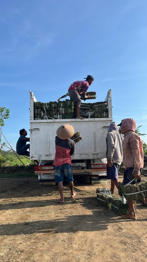 harga rumput zoysia matrella kota bogor