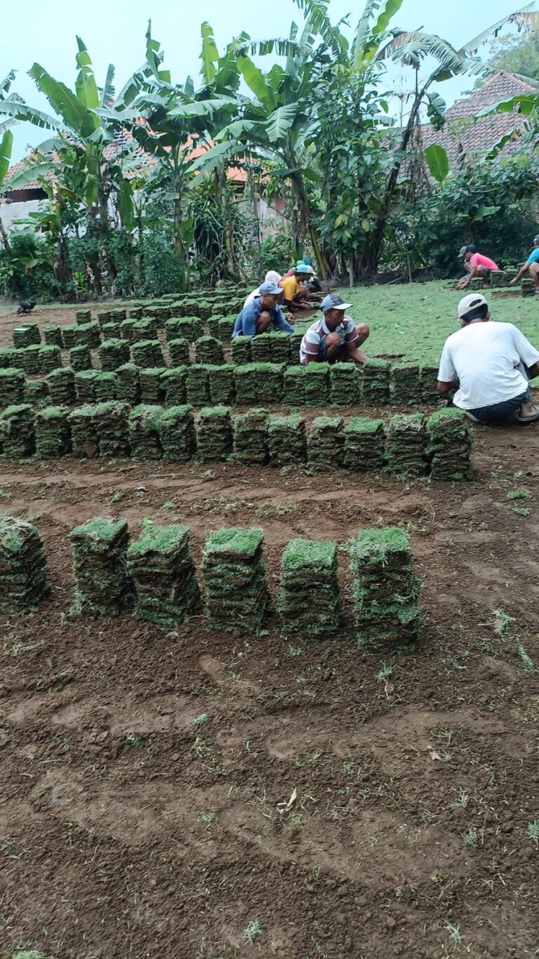 harga rumput zoysia garut