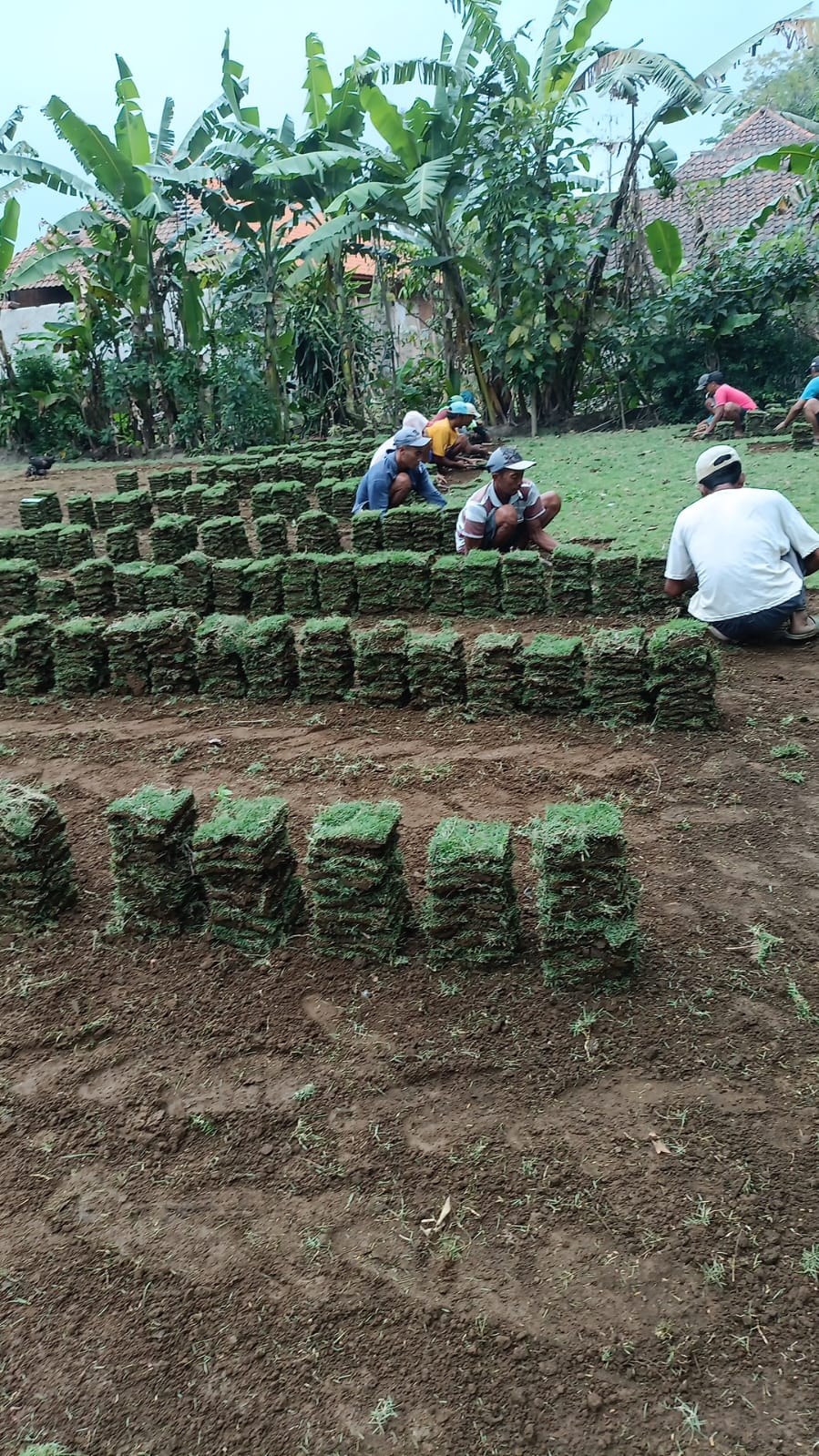 harga rumput zoysia garut