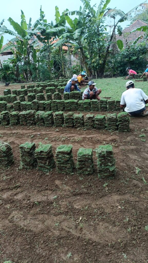 supplier rumput zoysia matrella purwakarta