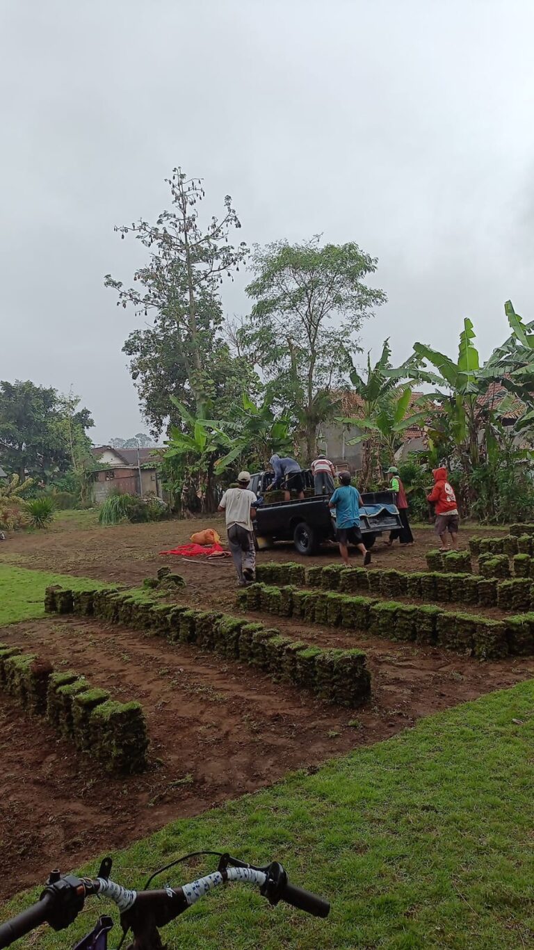 jual rumput zoysia matrella bandung