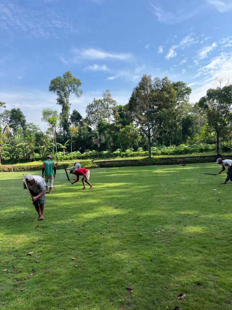 jual rumput zoysia matrella kuningan