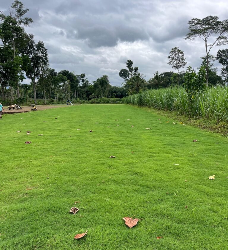 rumput zoysia matrella tangerang