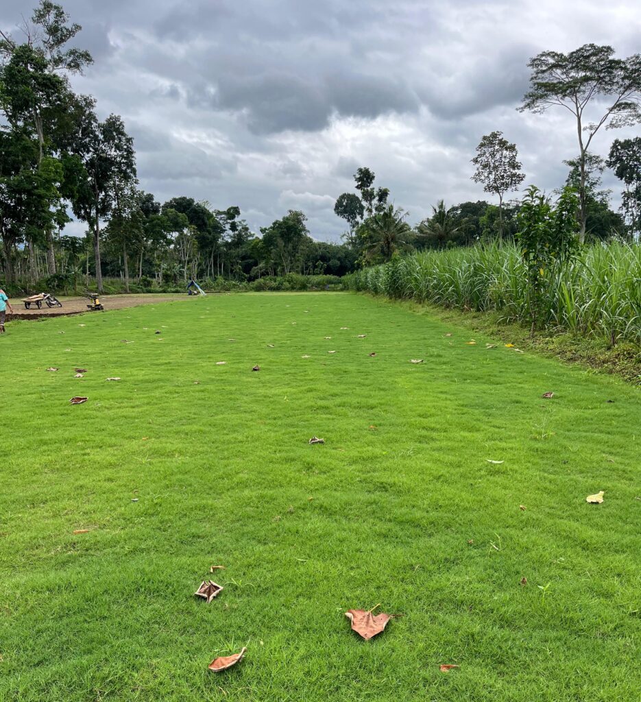 supplier rumput zoysia garut