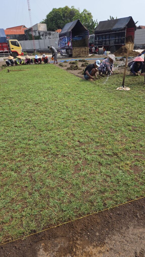 supplier rumput zoysia matrella kota yogyakarta