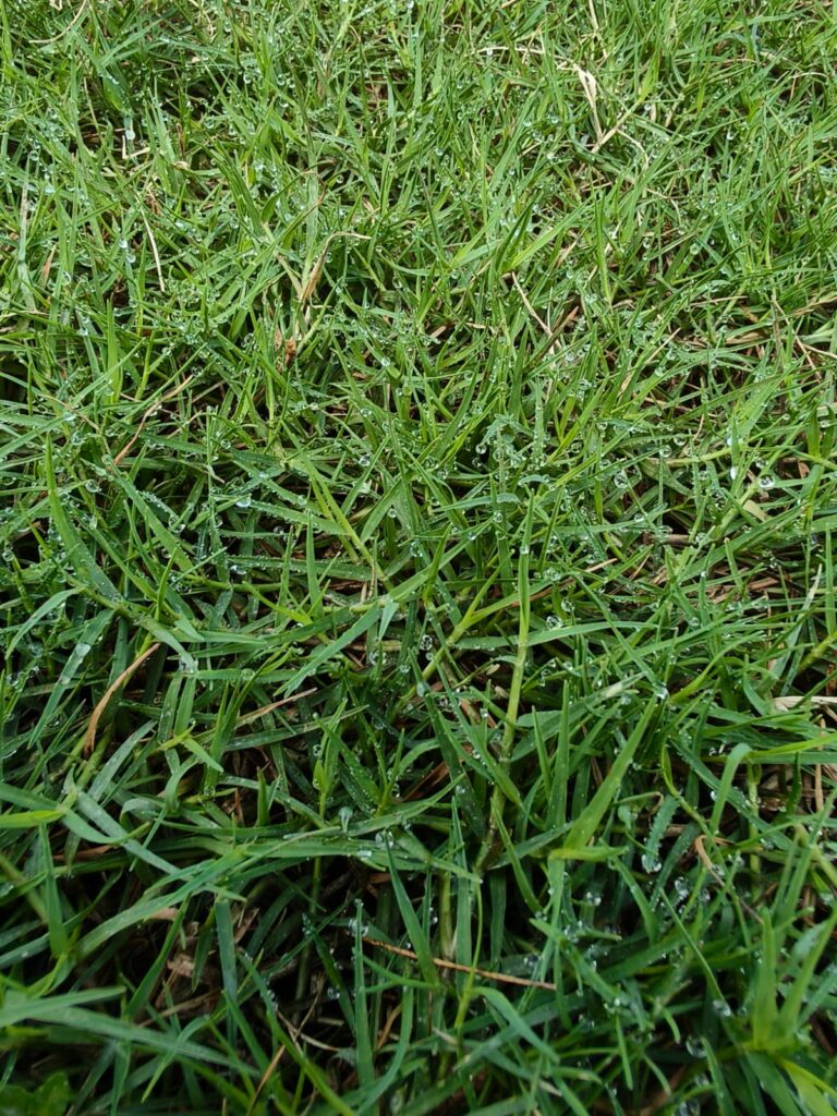 jual rumput zoysia matrella ciamis