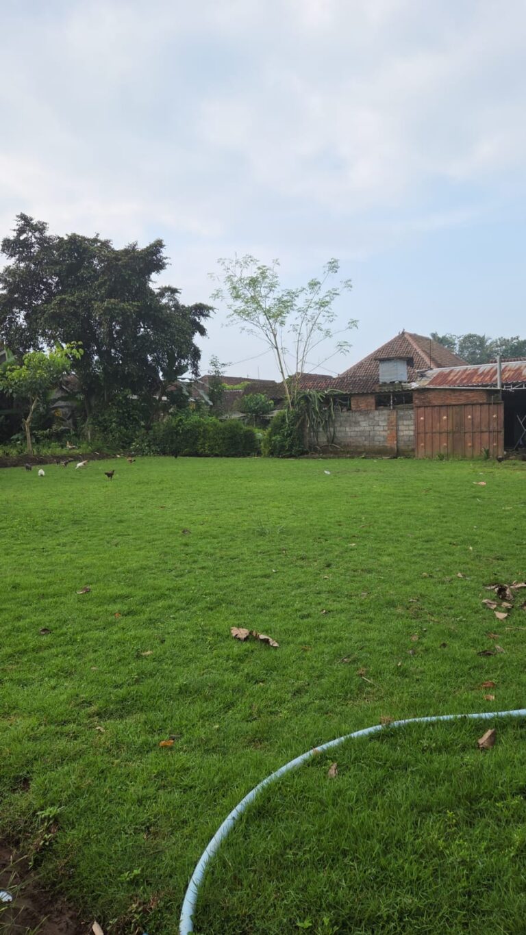 supplier rumput zoysia matrella indramayu
