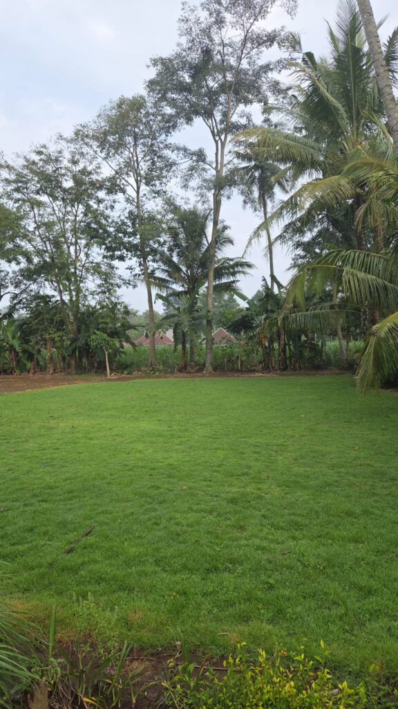 rumput zoysia matrella garut
