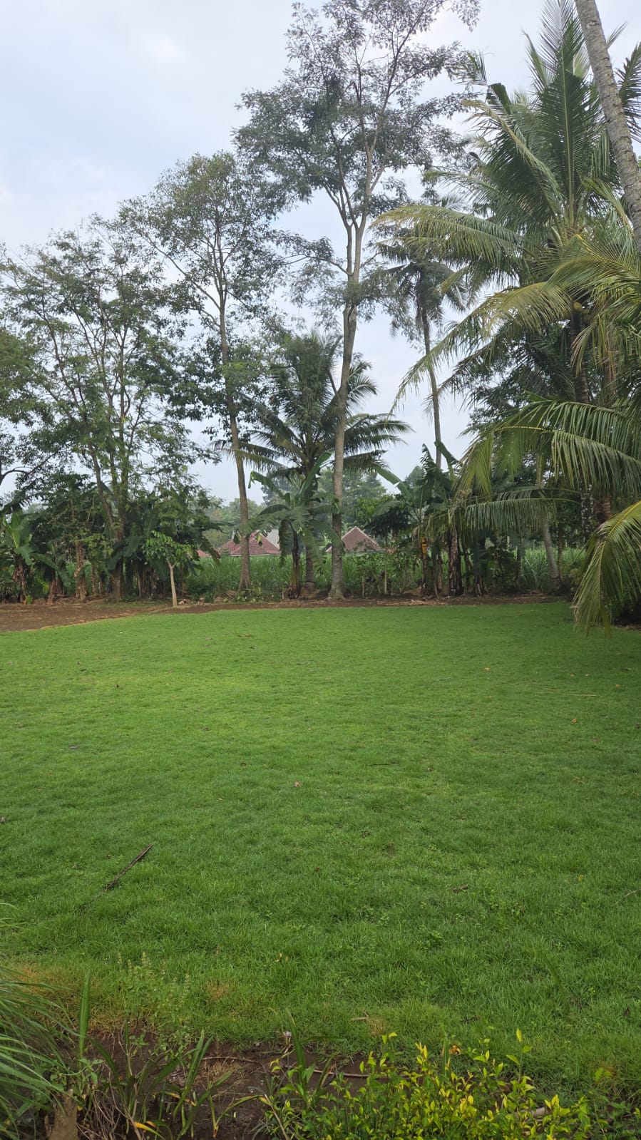 jual rumput zoysia matrella purwakarta