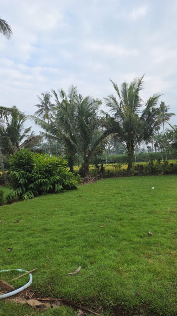 supplier rumput zoysia matrella kuningan