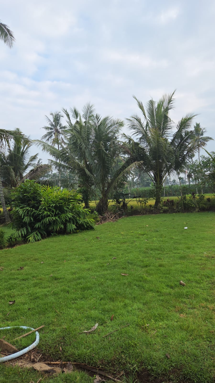 jual rumput zoysia matrella pangandaran