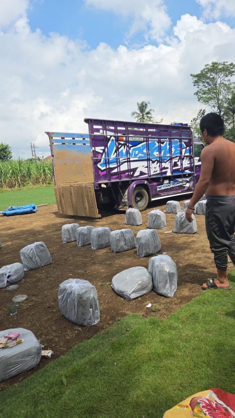 jual rumput zoysia matrella cirebon