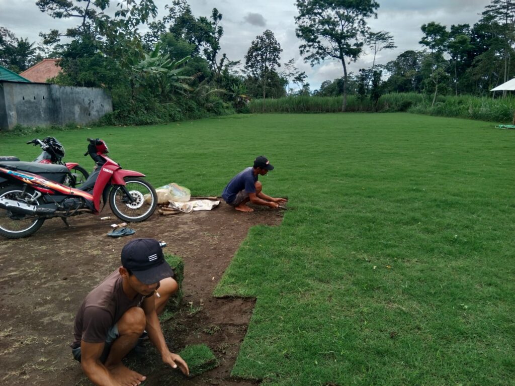 jual rumput zoysia matrella purwakarta