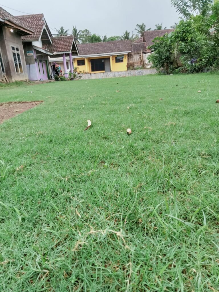 jual rumput zoysia kota depok
