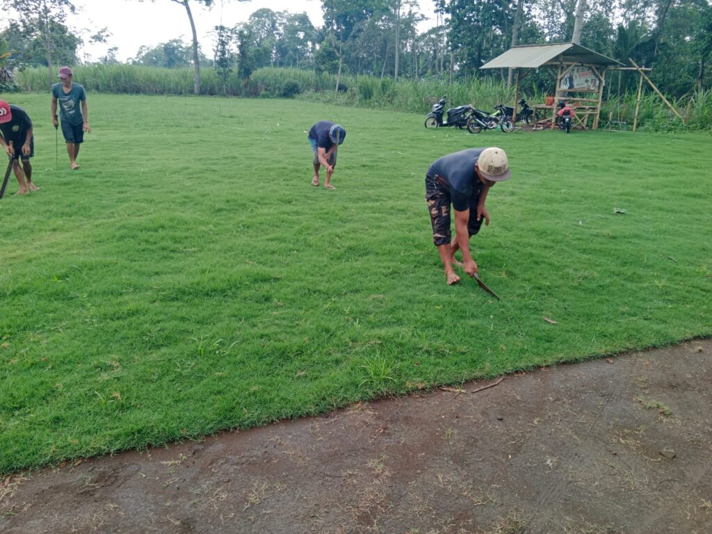 harga rumput zoysia matrella cirebon