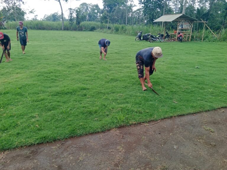 supplier rumput zoysia matrella kota cimahi