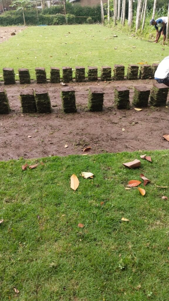 harga rumput zoysia tangerang