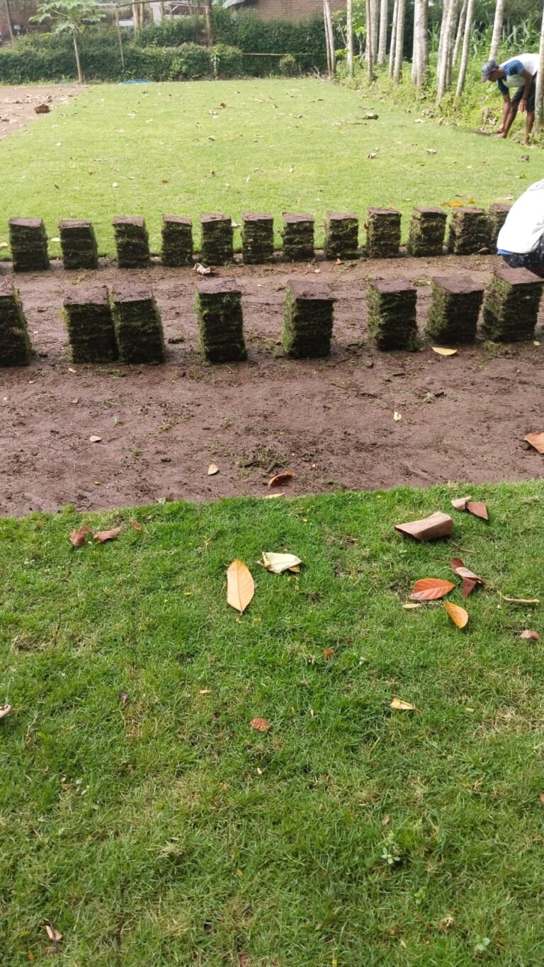 jual rumput zoysia matrella tasikmalaya