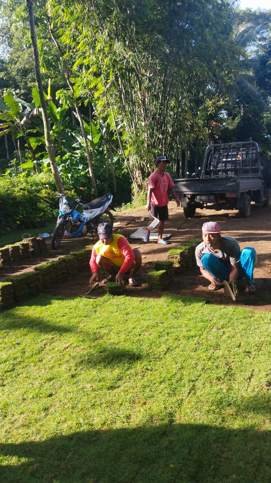 harga rumput zoysia matrella sumedang