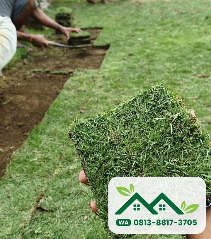 Lembaran rumput siap dipasang, tukang menata lembaran di belakangnya