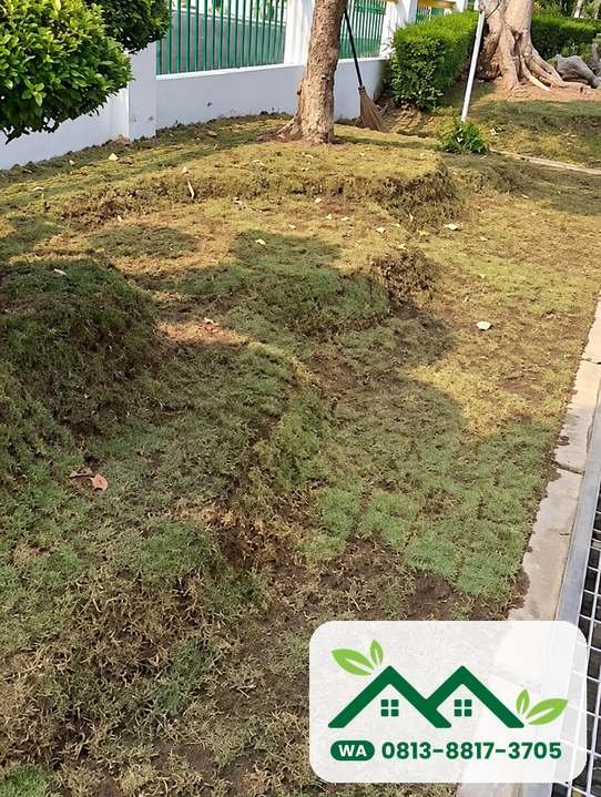 Halaman rumput taman yang sudah terpasang rapi